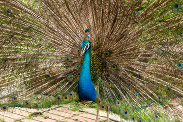 Obraz premium Peacock Displaying Full Feather Fan with Vibrant Colors and Eye Patterns
