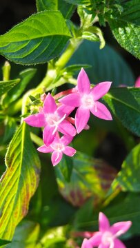 pink pentas lanceolata flowers in garden.