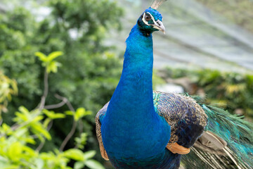 Naklejka premium Close-up of Peacock with Vibrant Blue Neck and Detailed Feathers in Natural Background