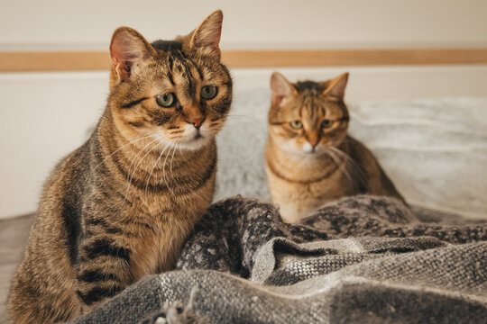 Double vision! 👁️👁️ Two tabby cats staring in perfect sync. This high-quality shot captures the hilarious and charming side of living with multiple pets.