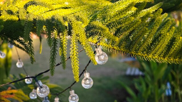String light on norfolk island pine.