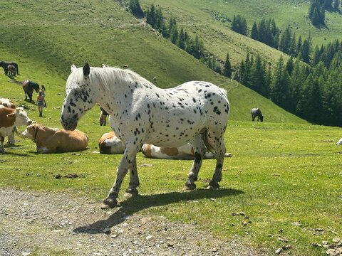 Cavallo Pezzato al Pascolo tra le Colline&rdquo;