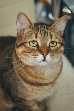Soulful eyes! 👁️👁️ A stunning, high-quality portrait of a tabby cat&rsquo;s gentle and expressive face. Perfect for pet health blogs and heartwarming storytelling.