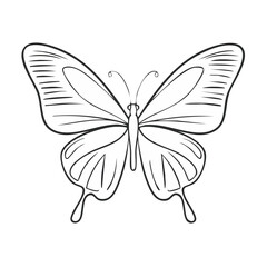 Fototapeta premium Elegant outline drawing of a monarch butterfly in flight spread wings symmetrical vector