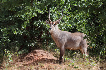 Obraz premium Wasserbock / Waterbuck / Kobus ellipsiprymnus