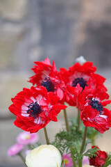 Obraz premium A blooming bouquet of red Anemone coronary The Governor
