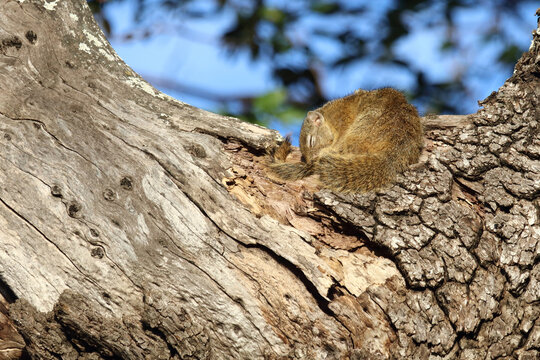 Smith-Buschh&ouml;rnchen / Smith's tree squirrel / Paraxerus cepapi