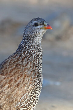 Natalfrankolin / Natal francolin or Natal spurfowl / Francolinus natalensis val Pternistis natalensis