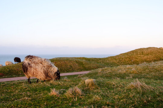 Hebridean Sheep Grazing On Grassy Coastal Dunes At Sunset