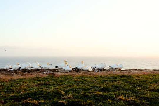 Colony Of Northern Gannets Nesting On Coastal Rock Edge