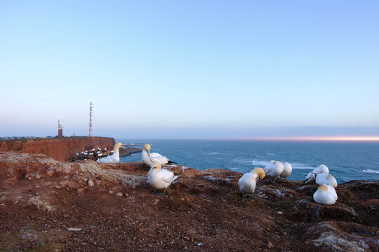 Northern Gannet Colony On Red Cliffs With Panoramic View