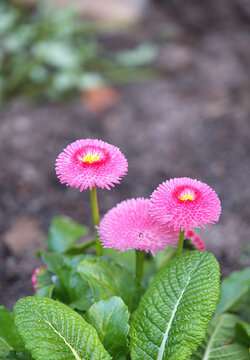 Close-up of blooming flowers of pink perennial daisy (Bellis perennis)