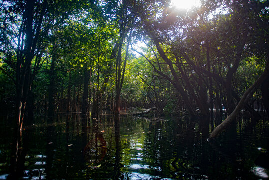 Aerial view of the Amazonia rainforest and blackwater river near Novo Air&atilde;o City with flooded trees and lush tropical canopy