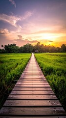 Fototapeta premium Serene Pathway Through Lush Rice Field at Sunset in Tropical Landscape