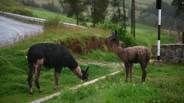 Two black llamas grazing calmly beside a rural road in Peru&rsquo;s Sacred Valley