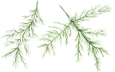 Fototapeta premium Watercolor fern illustration set, garden flora clipart