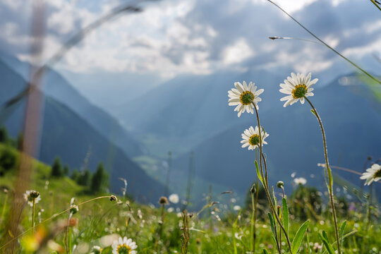 Oxeye daisies (Leucanthemum vulgare) blooming in a lush mountain meadow. Blurred view of a valley and mountain ranges under a cloudy sky. Summer in the Austrian Alps, Tyrol. Low angle natural macro.