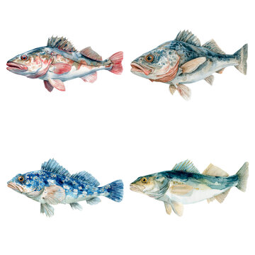 Watercolor - haddock sea watercolor illustration isolated on transparent. png file for art work.