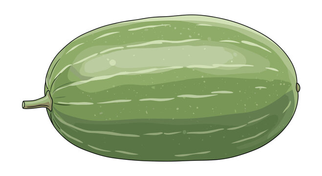 A large, elongated green winter melon, also known as ash gourd or wax gourd, with subtle striped markings, a common ingredient in Asian cooking.