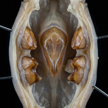 Extreme close up of the gastric mill teeth inside a crustacean stomach