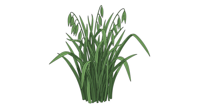 A dense clump of green oat grass with developing grain heads, depicting an important cereal crop and its natural growth cycle.