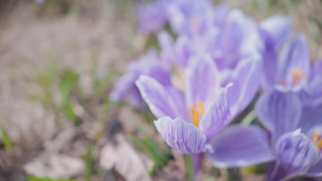 Delicate purple crocuses bloom among dry grass in a spring garden. Soft violet petals and bright orange stamens create a fresh seasonal atmosphere of awakening nature.
