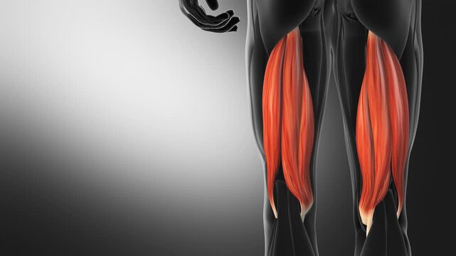 Hamstring Muscle Anatomy Back Thigh Highlight