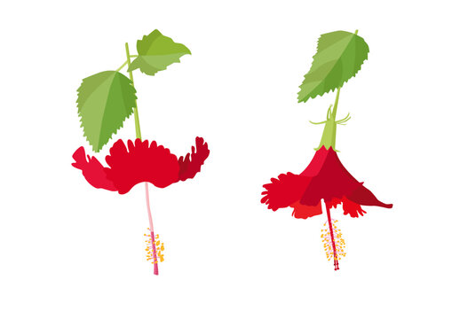 hibiscus flower on white background illustration vector