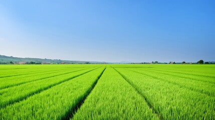 Fototapeta premium A vast vibrant green rice paddy field with perfectly straight rows of crops in a sharp rural agricultural landscape featuring farmhouses and rolling hills.