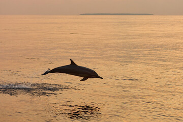 Fototapeta premium One dolphin jump out of the water at sunset, he frolic, mating, in the background is a beautiful sky during sunset