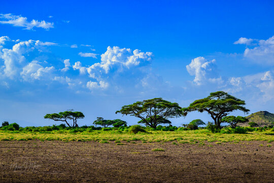 2025-01-09 A ROW OF ACACIA TRES ON THE SAVANNA WITH A BEAUTIFUL BUE SKY WITH PUFFY CLOUDS AND THE GRASSLANDS IN THE FOREGROUND IN THE MASSI MARA OF KENYA 