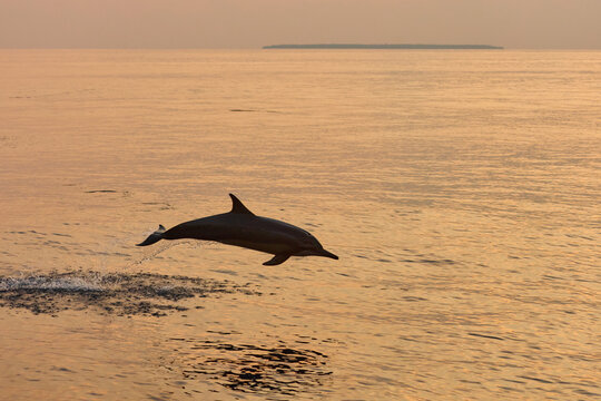 One dolphin jump out of the water at sunset, he frolic, mating, in the background is a beautiful sky during sunset