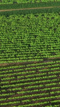 Drone shot of lush green vineyard rows in Alsace, France, captured in summer light. The orderly vines and vibrant foliage create a striking agricultural landscape.