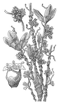 Dodder (Cuscuta epithymum) &mdash; flower cluster (natural size) and flower (magnified), detailed vintage botanical engraving.