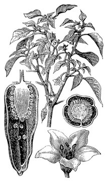 Bell pepper (Capsicum annuum) &mdash; flower, fruit, longitudinal section, and cross-section of the fruit, detailed vintage botanical engraving.