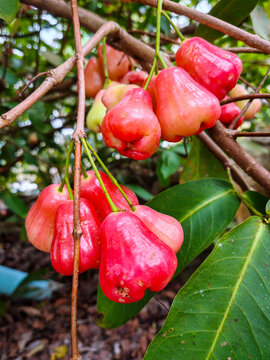 Seasonal Bounties: A Cluster of Sun-Kissed Wax Apples