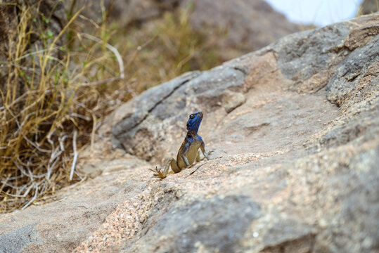 A blue-colored lizard in a mountain landscape in Taif
