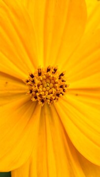 Bright, sunny flower. Detailed yellow petals surround a brown, dotted center