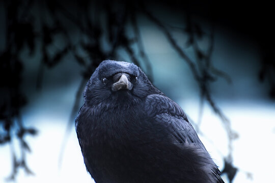 Magnifique corbeau en gros plan