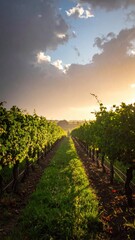 Fototapeta premium Serene Vineyard Pathway Under Dramatic Sky at Sunset