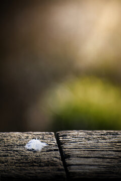 La douceur d&rsquo;une plume