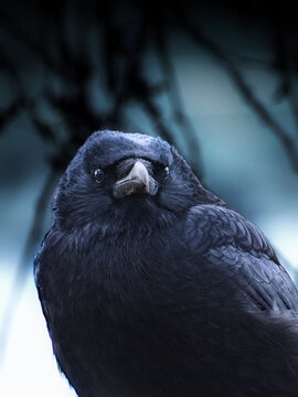 Corbeau en gros plan dans une ambiance froide