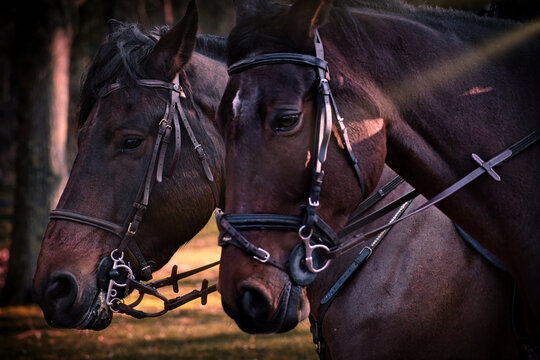 Tandem de chevaux en balade au parc