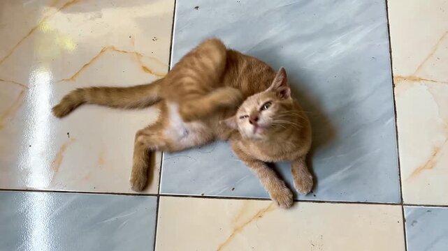 Orange Tabby Cat Scratching Ear While Lying on Tiled Floor