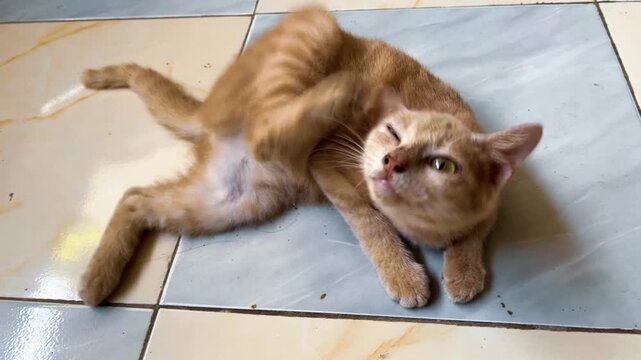 Orange Tabby Cat Scratching Ear While Lying on Tiled Floor