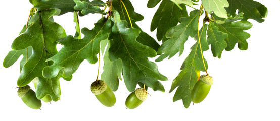 Oak tree leaves and acorns hang on branches in a bright setting during late spring or early summer season isolated on transparent background, PNG file © Yevheniia