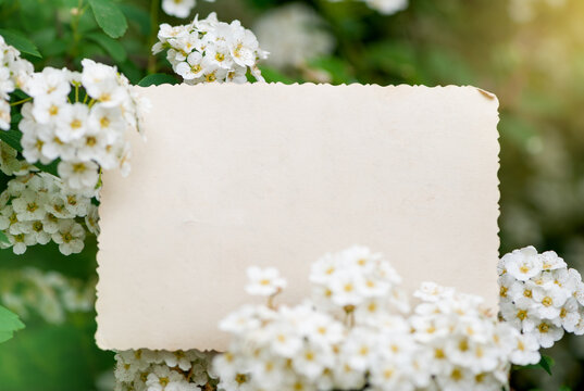 Vintage empty paper lies on green leaves of a plant with flowers, creating a rustic and natural background. The weathered sheet blends with botanical foliage