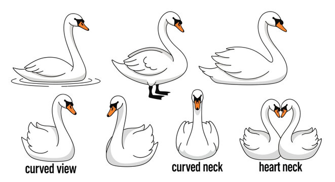 Collection of Elegant White Swan Illustrations in Various Poses and Neck Styles.
