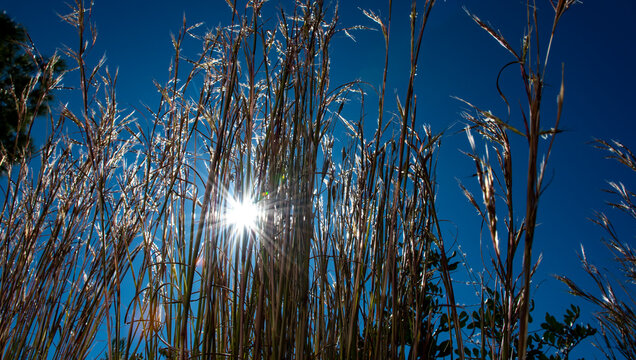 Gramineous Plant" Images  Browse 697 Stock Photos, Vectors, and Video |  Adobe Stock
