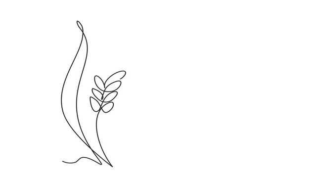 Animated self drawing of continuous line draw of wheat. Barley or Rye. Full length one line animation. 4K